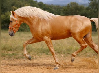 PRE Mix, Hengst, 4 Jahre, 165 cm, Palomino