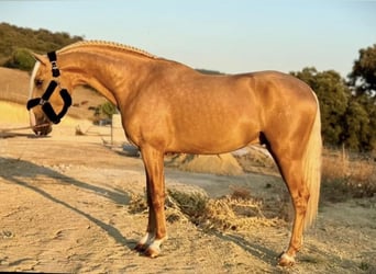 PRE Mix, Hengst, 4 Jahre, 165 cm, Palomino