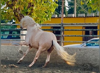 PRE, Hengst, 4 Jahre, 165 cm, Palomino