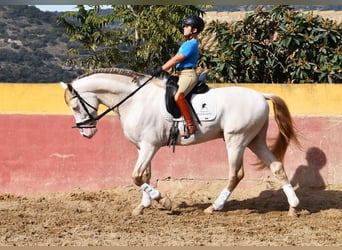 PRE Mix, Hengst, 4 Jahre, 165 cm, Pearl