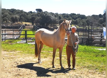 PRE, Hengst, 4 Jahre, 165 cm, Pearl