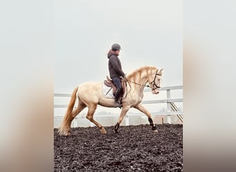 PRE, Hengst, 4 Jahre, 165 cm, Perlino