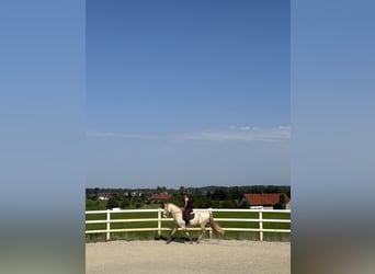 PRE, Hengst, 4 Jahre, 165 cm, Perlino