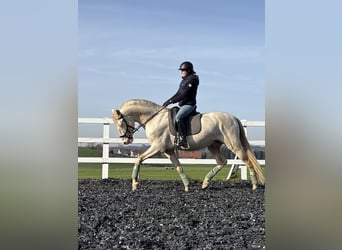 PRE, Hengst, 4 Jahre, 165 cm, Perlino