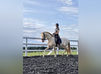 PRE Mix, Hengst, 4 Jahre, 165 cm, Perlino