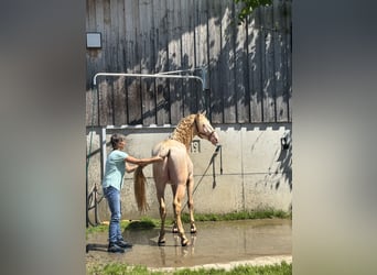 PRE Mix, Hengst, 4 Jahre, 165 cm, Perlino