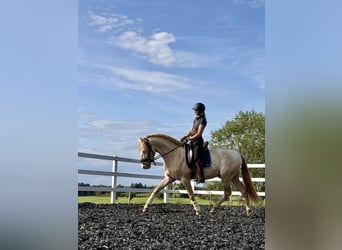 PRE Mix, Hengst, 4 Jahre, 165 cm, Perlino