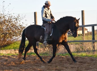 PRE Mix, Hengst, 4 Jahre, 165 cm, Rappe