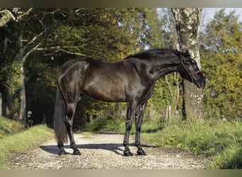 PRE, Hengst, 4 Jahre, 165 cm, Rappe