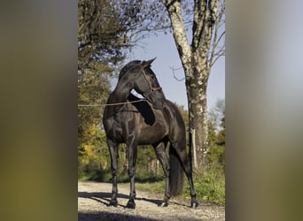 PRE, Hengst, 4 Jahre, 165 cm, Rappe