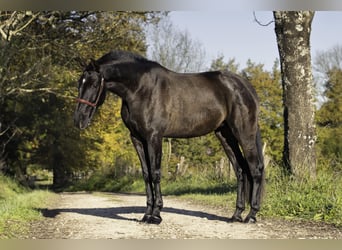 PRE, Hengst, 4 Jahre, 165 cm, Rappe
