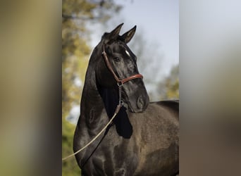 PRE, Hengst, 4 Jahre, 165 cm, Rappe