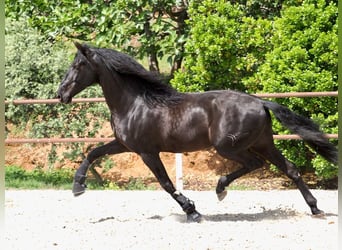 PRE Mix, Hengst, 4 Jahre, 165 cm, Rappe