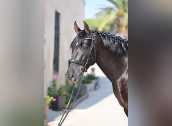 PRE Mix, Hengst, 4 Jahre, 165 cm, Rappe