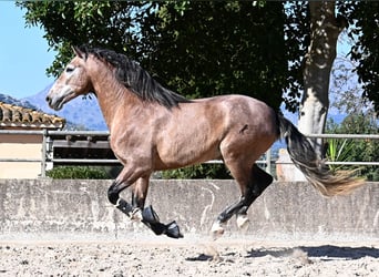 PRE Mix, Hengst, 4 Jahre, 165 cm, Rotschimmel