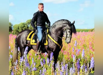 PRE Mix, Hengst, 4 Jahre, 165 cm, Schimmel