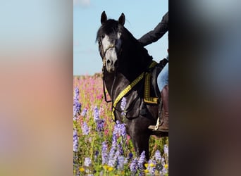PRE Mix, Hengst, 4 Jahre, 165 cm, Schimmel
