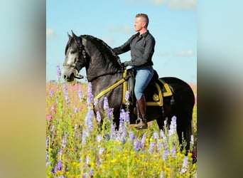 PRE Mix, Hengst, 4 Jahre, 165 cm, Schimmel