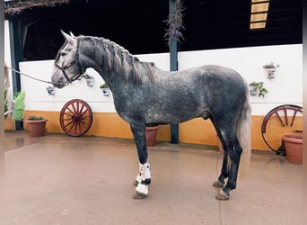 PRE Mix, Hengst, 4 Jahre, 165 cm, Schimmel