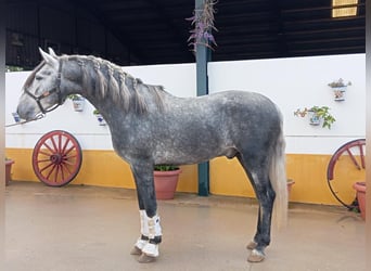 PRE Mix, Hengst, 4 Jahre, 165 cm, Schimmel