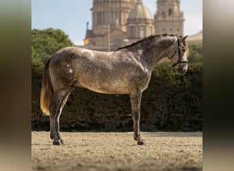 PRE Mix, Hengst, 4 Jahre, 165 cm, Schimmel