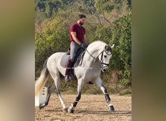 PRE Mix, Hengst, 4 Jahre, 165 cm, Schimmel