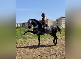 PRE Mix, Hengst, 4 Jahre, 165 cm, Schimmel