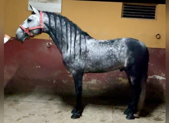 PRE Mix, Hengst, 4 Jahre, 165 cm, Schimmel