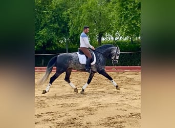 PRE Mix, Hengst, 4 Jahre, 165 cm, Schimmel