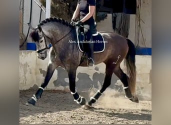 PRE Mix, Hengst, 4 Jahre, 166 cm, Apfelschimmel