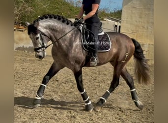 PRE Mix, Hengst, 4 Jahre, 166 cm, Apfelschimmel