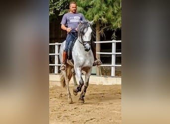 PRE Mix, Hengst, 4 Jahre, 166 cm, Apfelschimmel