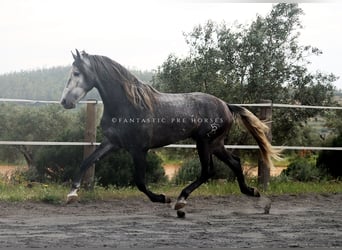 PRE Mix, Hengst, 4 Jahre, 166 cm, Apfelschimmel