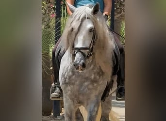 PRE Mix, Hengst, 4 Jahre, 166 cm, Apfelschimmel