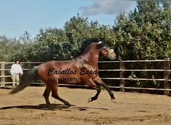 PRE Mix, Hengst, 4 Jahre, 166 cm, Brauner