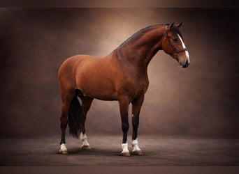 PRE Mix, Hengst, 4 Jahre, 166 cm, Brauner