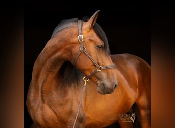 PRE Mix, Hengst, 4 Jahre, 166 cm, Brauner