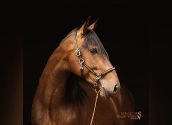PRE Mix, Hengst, 4 Jahre, 166 cm, Brauner