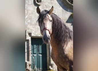 PRE, Hengst, 4 Jahre, 166 cm, Buckskin