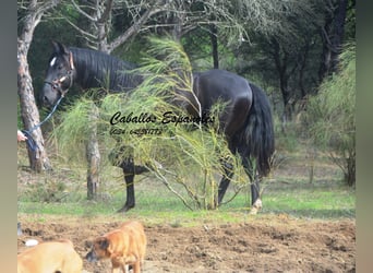 PRE, Hengst, 4 Jahre, 166 cm