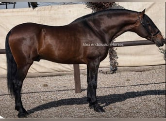 PRE Mix, Hengst, 4 Jahre, 166 cm, Dunkelbrauner
