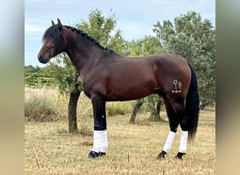 PRE Mix, Hengst, 4 Jahre, 166 cm, Dunkelbrauner
