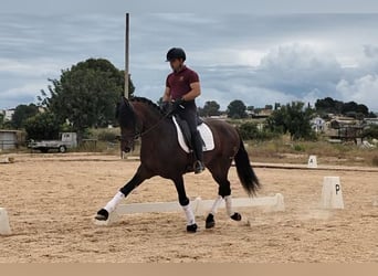 PRE Mix, Hengst, 4 Jahre, 166 cm, Dunkelbrauner