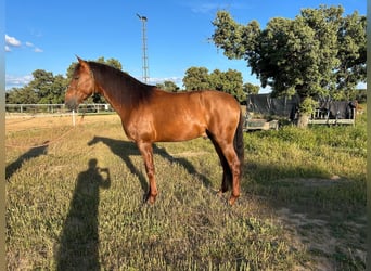 PRE, Hengst, 4 Jahre, 166 cm, Dunkelfuchs