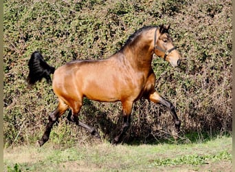 PRE Mix, Hengst, 4 Jahre, 166 cm, Falbe