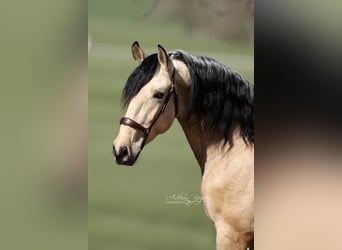 PRE Mix, Hengst, 4 Jahre, 166 cm, Falbe