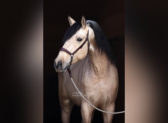 PRE Mix, Hengst, 4 Jahre, 166 cm, Falbe