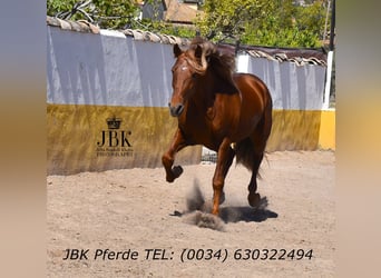 PRE Mix, Hengst, 4 Jahre, 166 cm, Fuchs