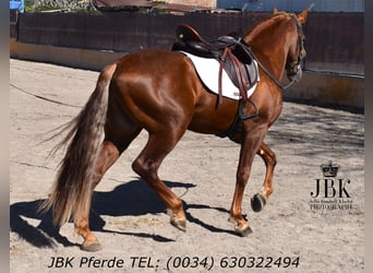 PRE Mix, Hengst, 4 Jahre, 166 cm, Fuchs