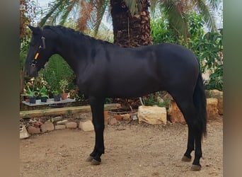 PRE Mix, Hengst, 4 Jahre, 166 cm, Rappe